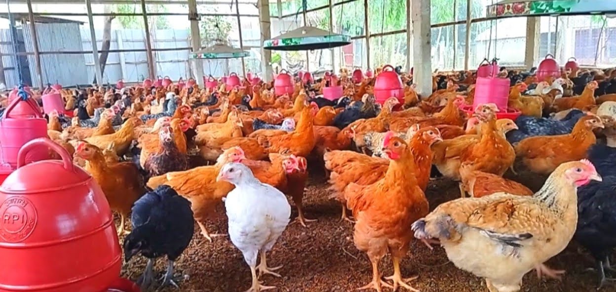 কালার বার্ড মুরগি (Color Bird Chicken)